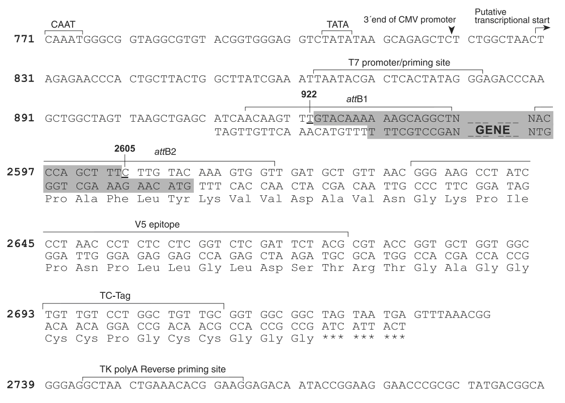 pcDNA6.2-cTC-Tag-DEST 克隆位点 点击看大图 pcDNA6.2-cTC-Tag-DEST 克隆位点